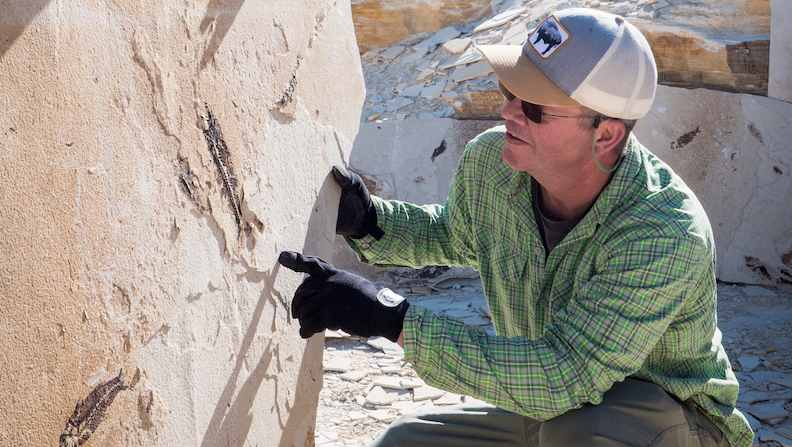 Man looks at fossils at quarry near Kemmerer, Wyoming