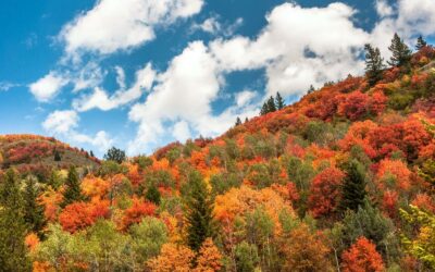 東アイダホ州イエローストーン・ティトン地域で過ごす色彩豊かな秋の３日間