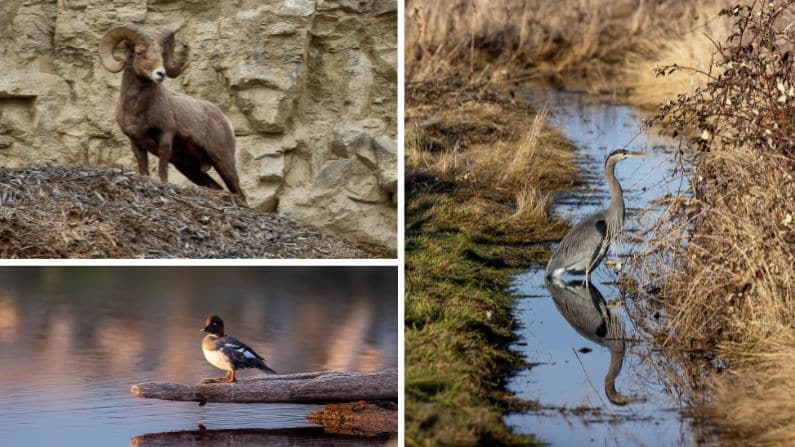 Collage of Wildlife from Cascade Loop