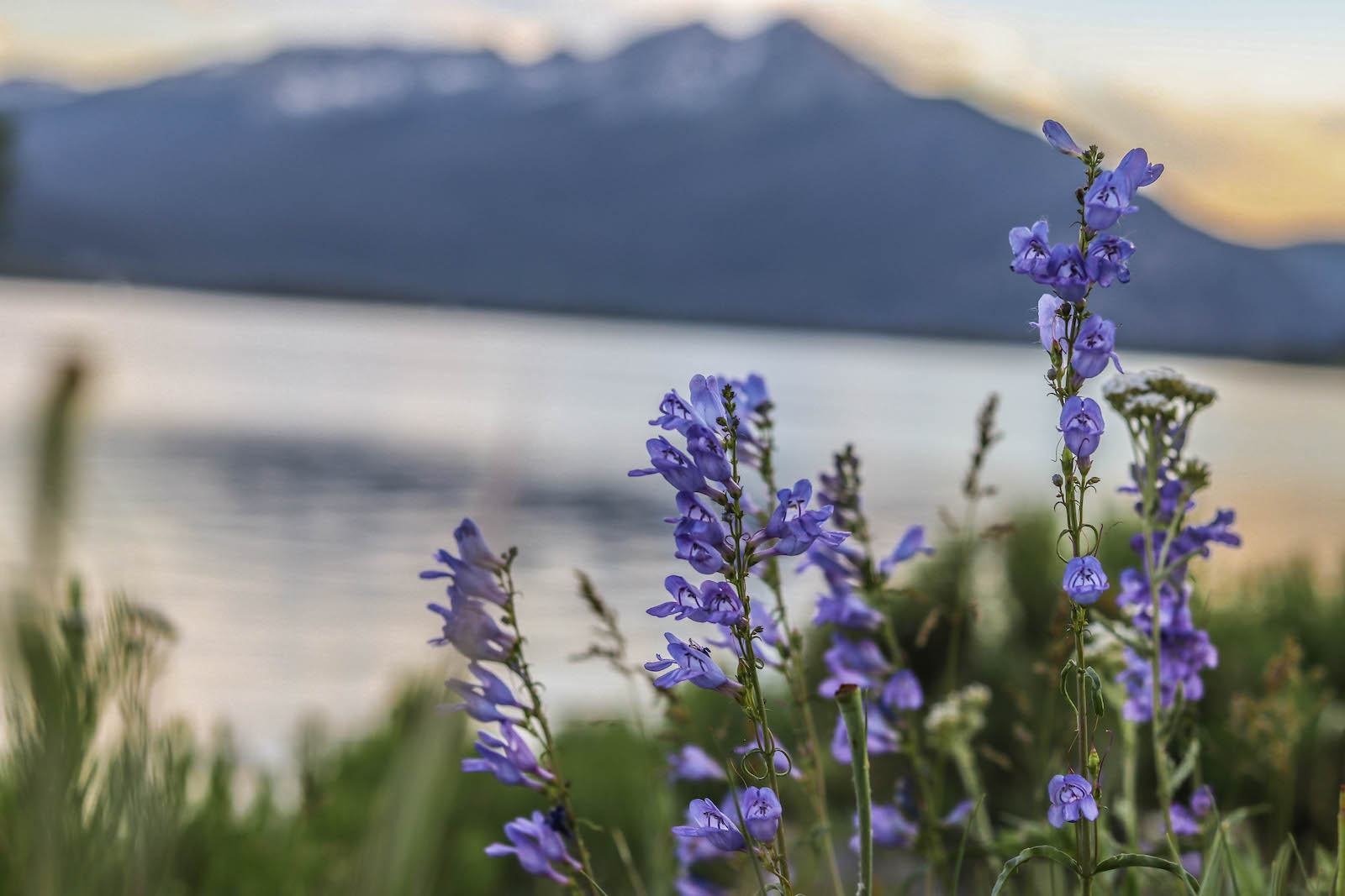 wildflowers with view of Lake Dillon in Dillon, Colorado