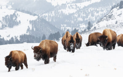 6 choses à faire lors de la visite de Yellowstone en hiver