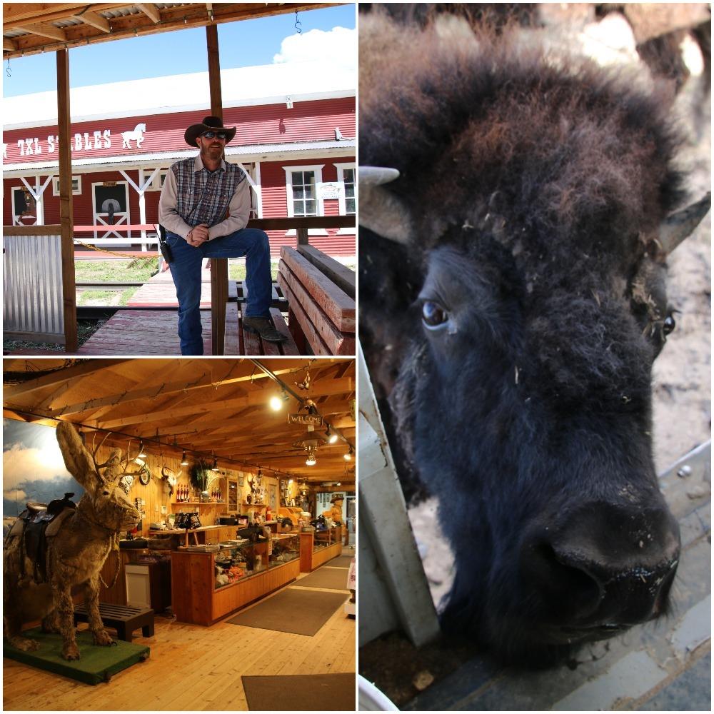 bison, bison train, cowboy, gift shop