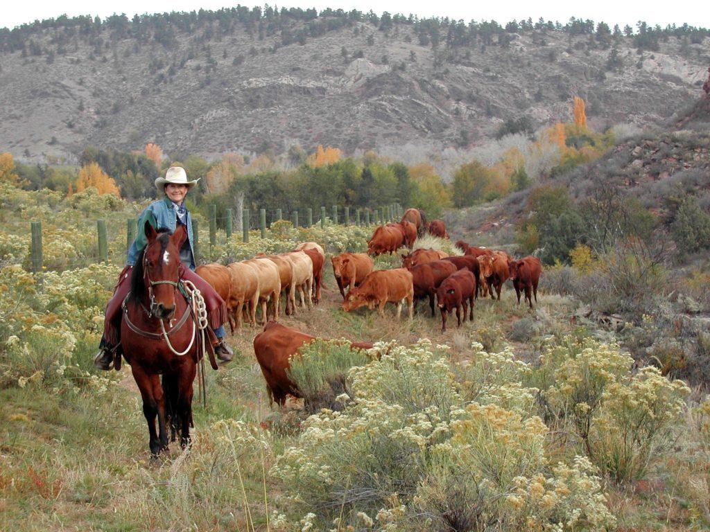 Dude Ranchers Cattle Drive