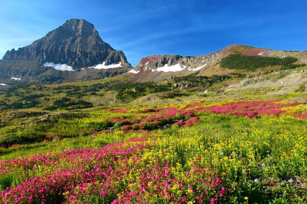 Wildflowers on Hidden Lake Trail at Logan Pass in Glacier National Park, Montana