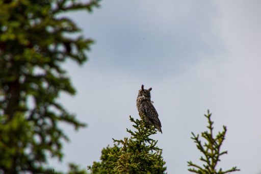 Owl seen in Alaska.