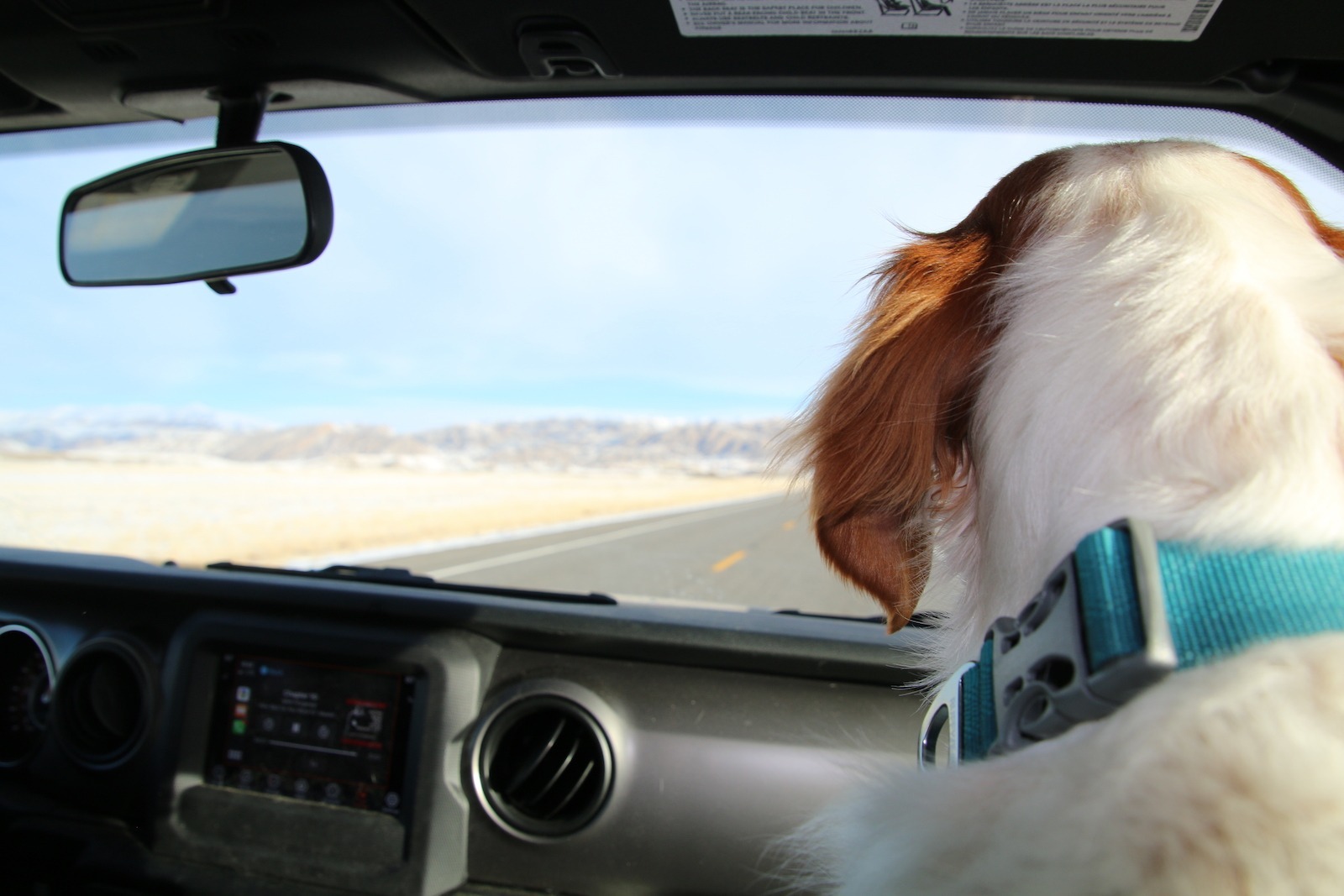 Dog on road trip from pet friendly Wyoming casinos