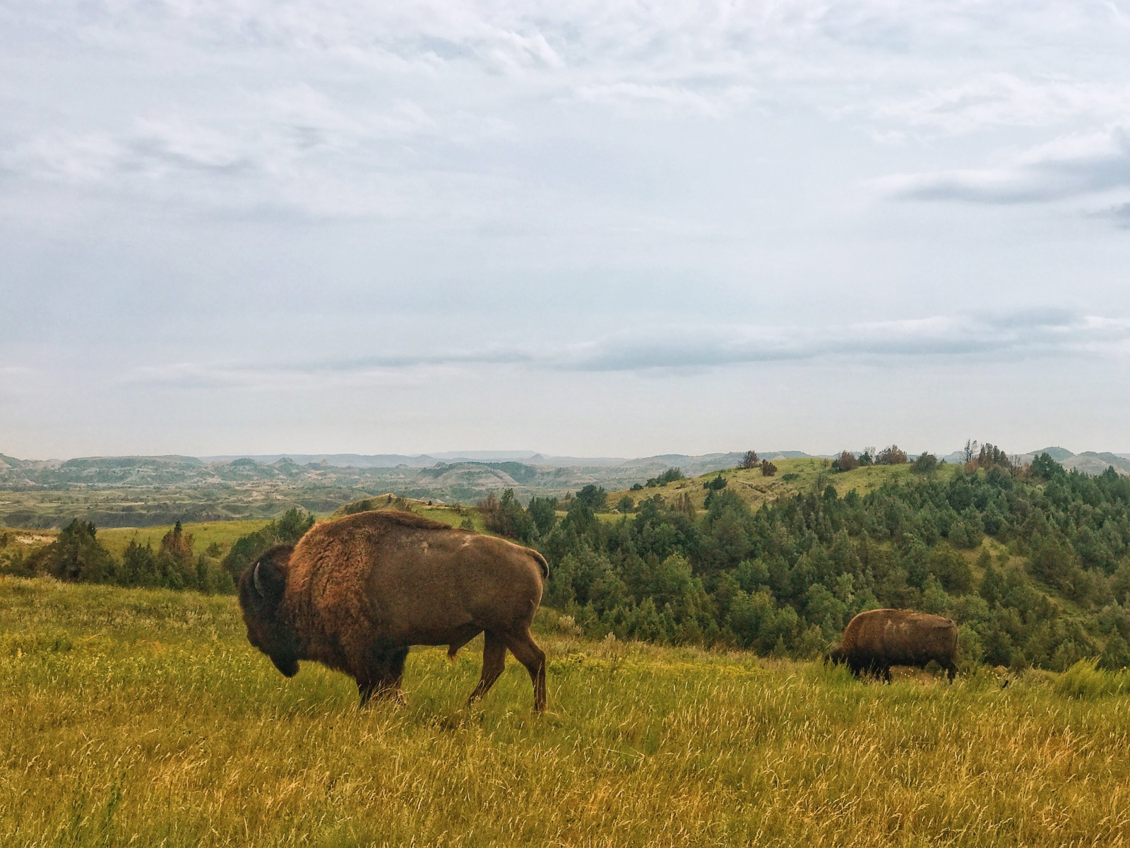 Spotting bison is one of the best things to do in medora north dakota