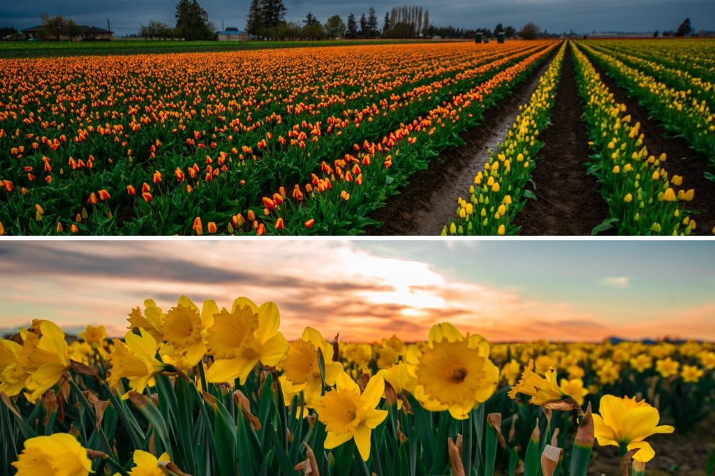 Tulip fields in Washington.