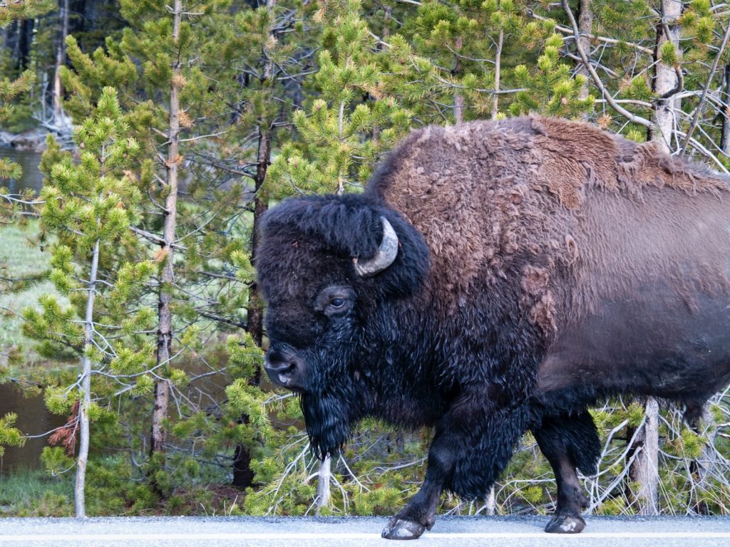 bison in yellowstone np