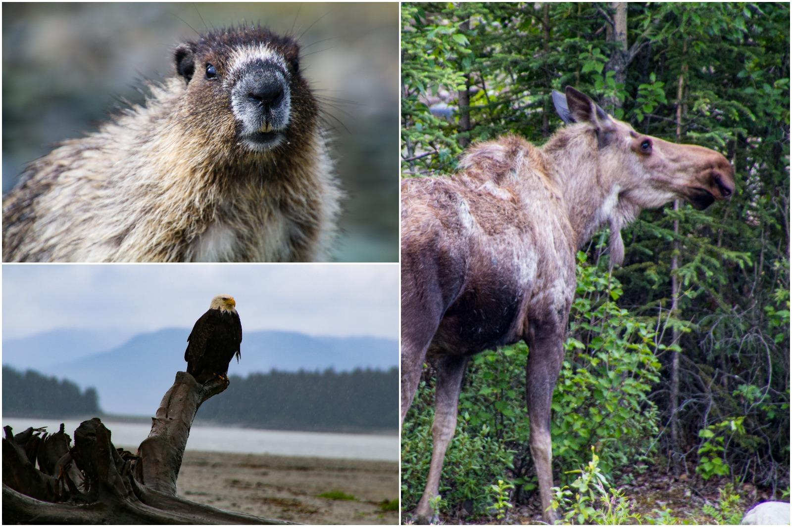 Wildlife seen during an Alaska float plane tour, including a marmot, eagle, and moose.