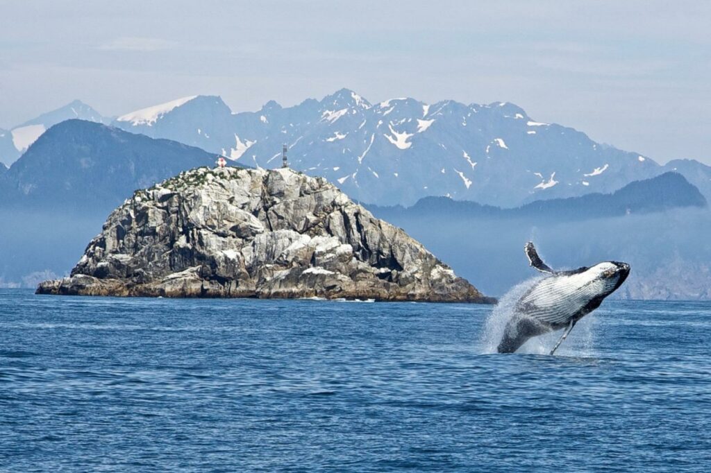 Whale watching in a national park in Alaska