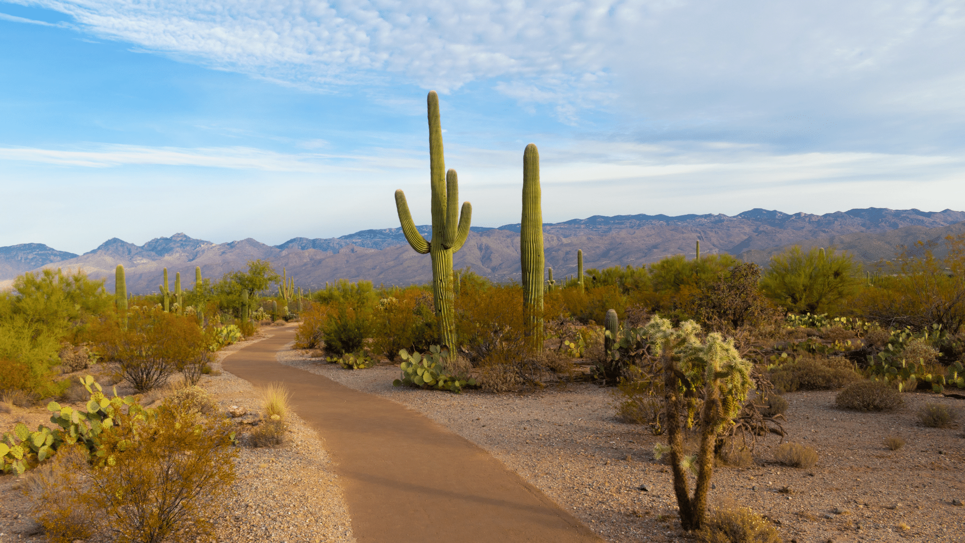 Arizona: A Landscape Like No Other