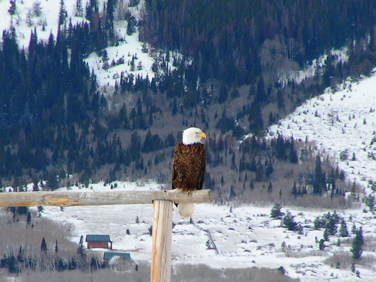 Bald eagle in the winter in Wyoming's Carbon County