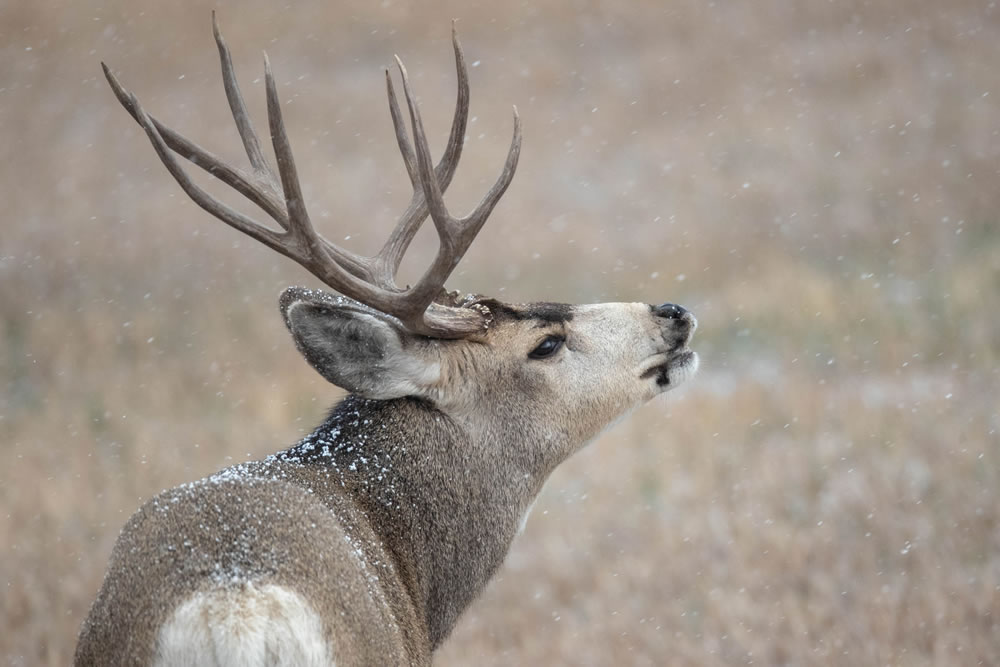 buck deer in the winter in southern Wyoming