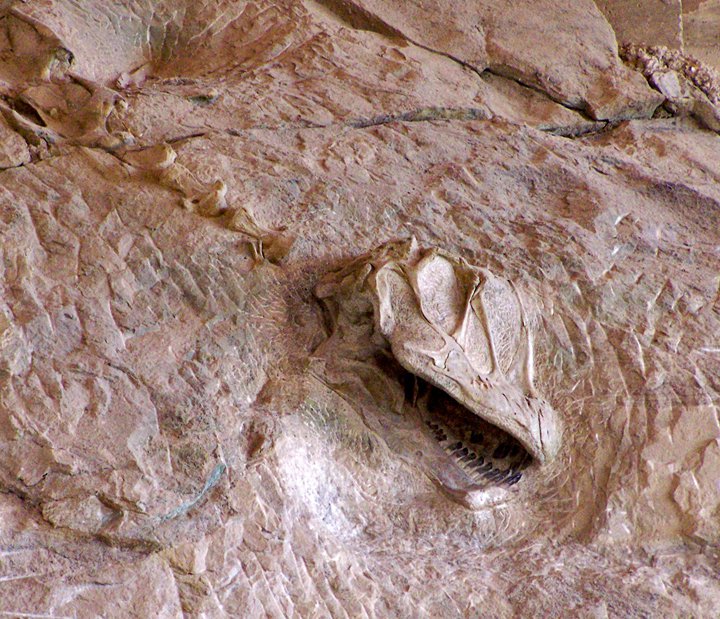 Dinosaur fossil in Dinosaurland, Utah