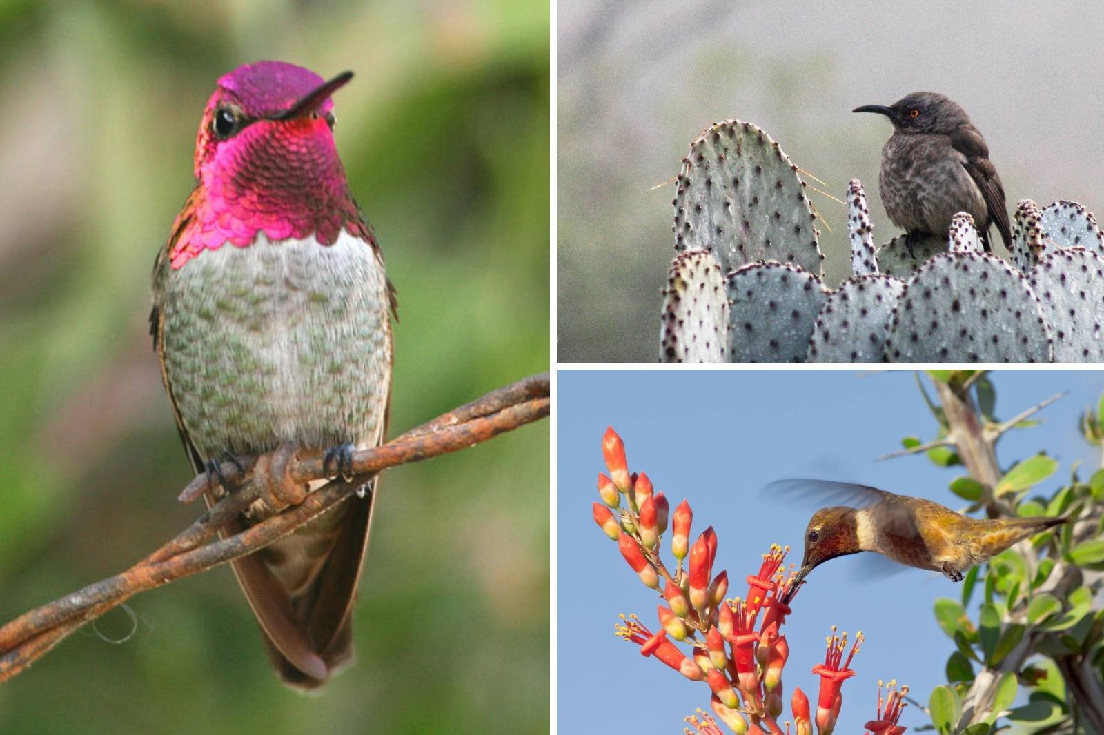 Hummingbirds in Sierra Vista, AZ