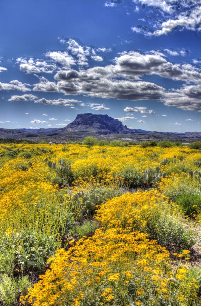 Sea of wildflowers with Picketpost Mountain in background, Superior, Arizona