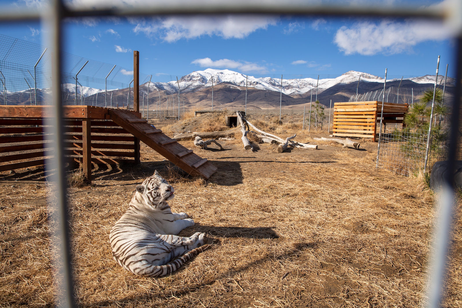 White tiger in wildlife sanctuary of Winnemucca, Cowboy Country, Nevada with mountains in background.