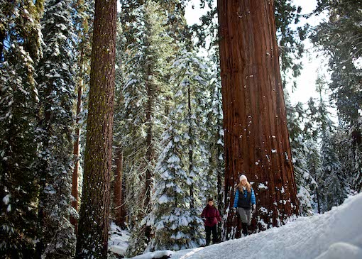 People snowshoeing in Sequoia National Park