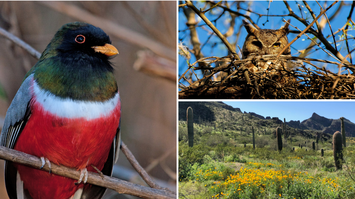 Birds of Arizona's State Park