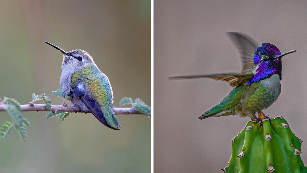 Summertime Hummingbirds in Arizona's state parks