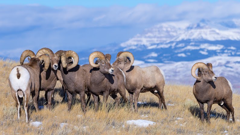 Group of bighorn sheep in autumn near Dubuois Wyoming