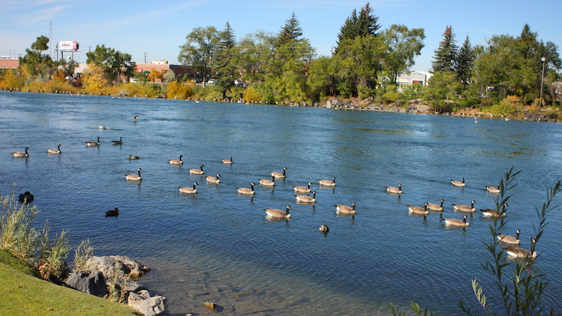 Geese on Snake River in Idaho Falls