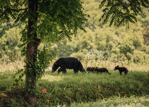A family of Black Bears in the Great Smoky Mountains