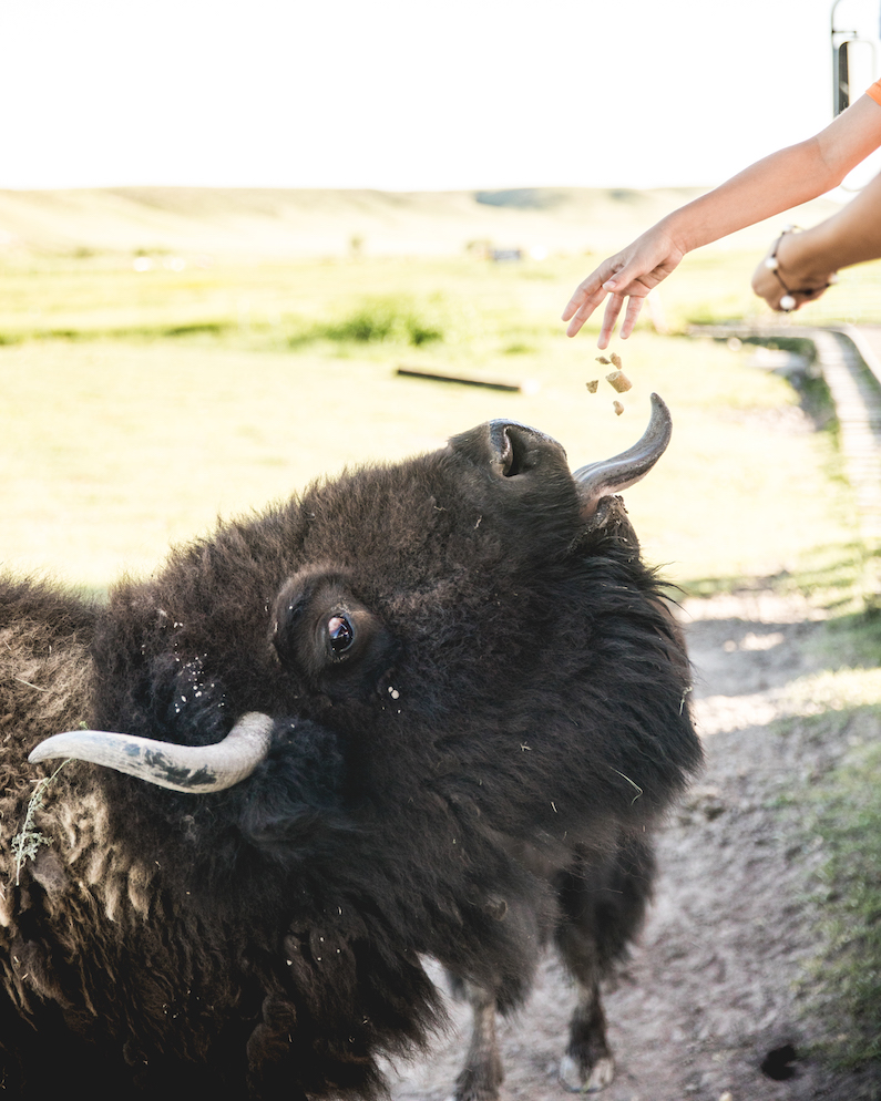 hand feeding a bison at Terry Bison Ranch