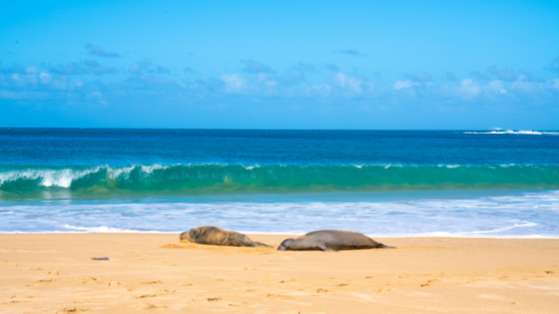 Marine Wildlife Watching Seals in Hawaii