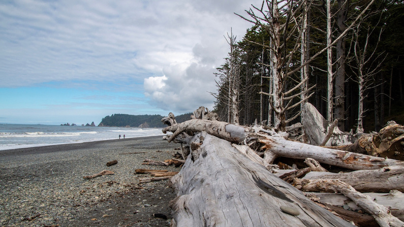 Rialto Beach during the sprig in Olympic Peninsula