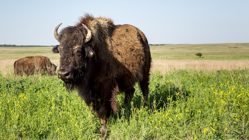 Buffalo in Summer-Tallgrass Prairie; Pawhuska, OK-OTRD lisa weigt