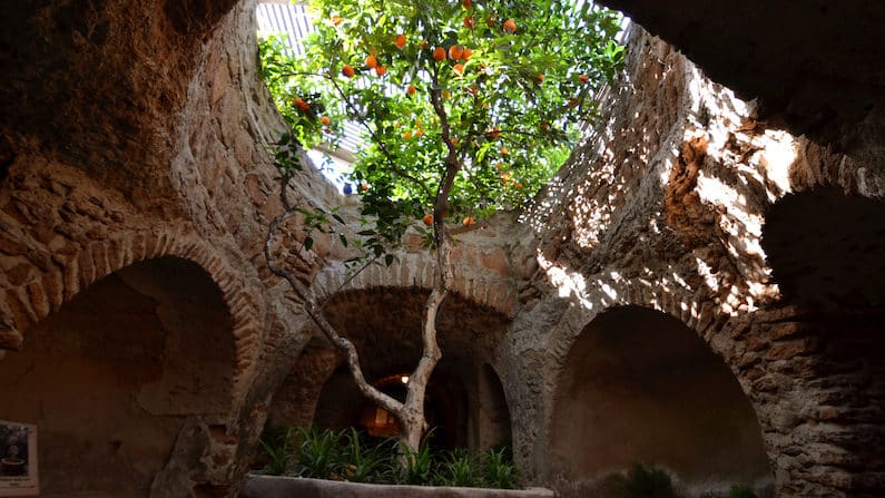 Underground Garden: Orange tree