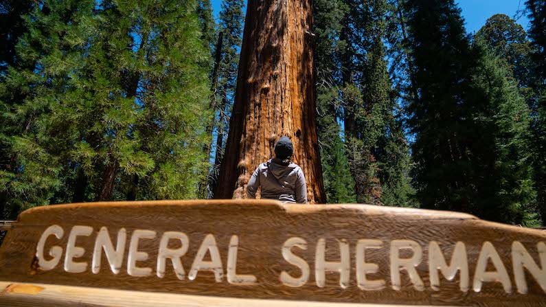 Person looking at Giant General Sherman sequoia tree in California