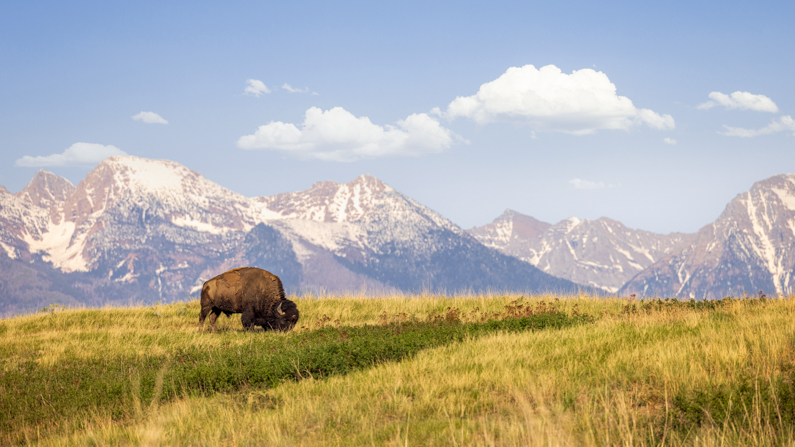 Bison in front of mountains at CSKT Bison Range
