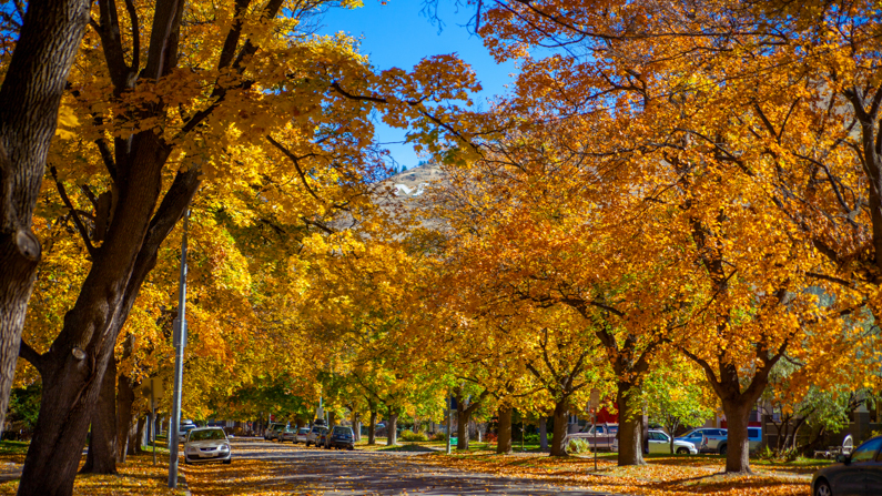 Colorful autumn leaves on a street in Missoula, Montana
