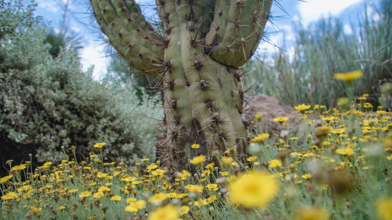 Desert botanicals in Superior, AZ