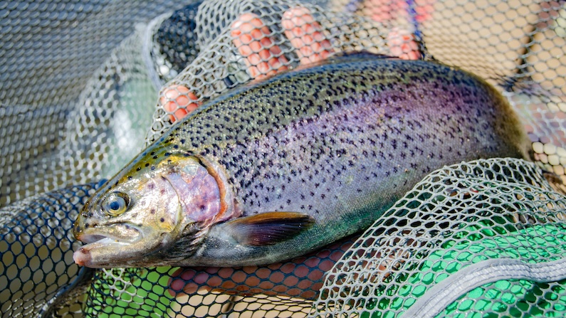 Rainbow trout in net