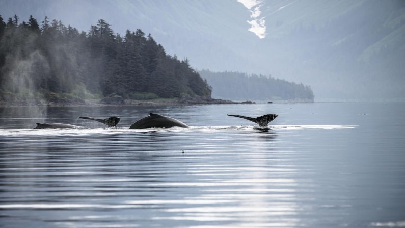 Whale Watching in Hoonah, Alaska