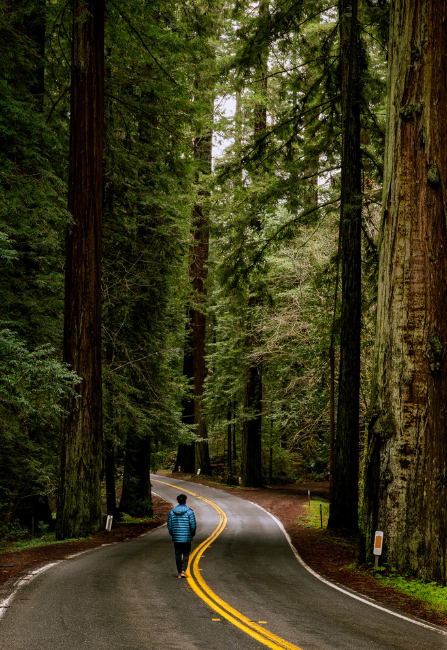 Solo travel in Redwoods National Forest