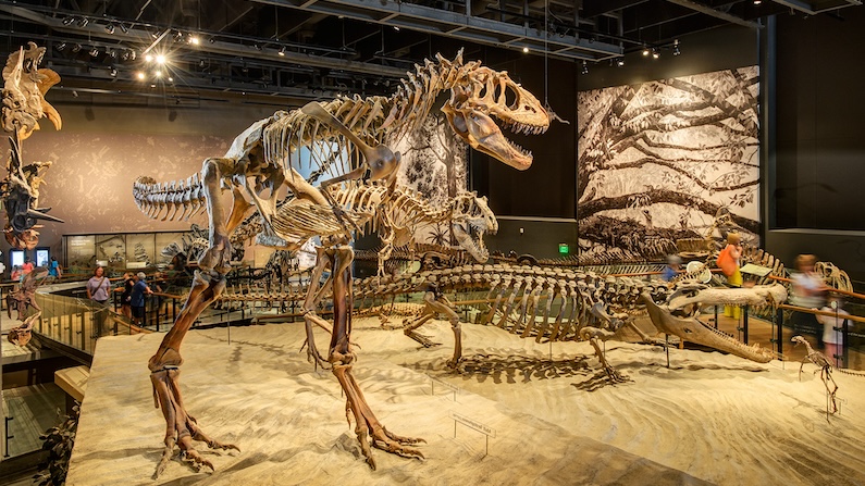 Dinosaur exhibit at NHMU