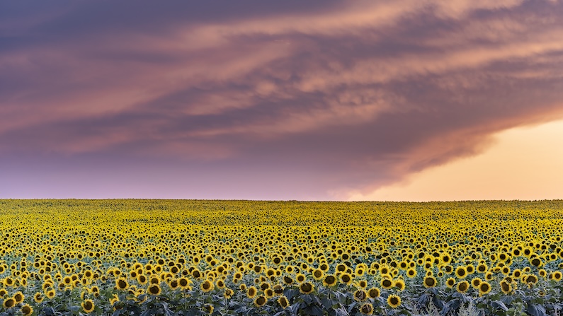 Sunflowers in Missouri River, South Dakota