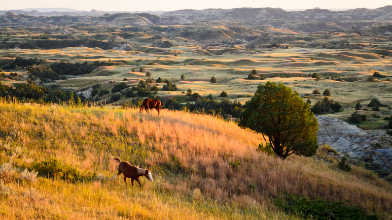 Theodore Roosevelt National Park is one of America's most underrated national parks